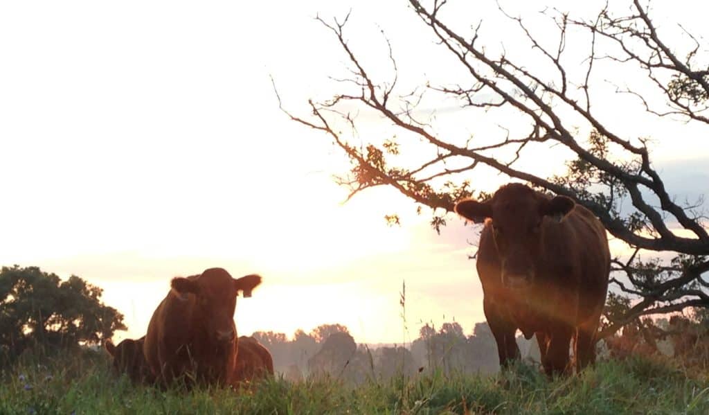 Grass-Fed Cattle