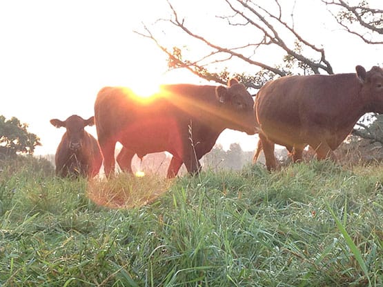 Cattle 1