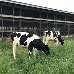 dairy cows at Hurtgenlea farm